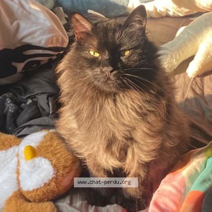 Photo 2/3 Chewbacca Chat lost in Longueuil