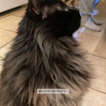 Photo 3/3 Chewbacca Chat lost in Longueuil