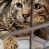 Picture of cat found at Meaux