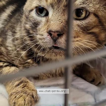 Photo 1/1 Found cat Found in Meaux