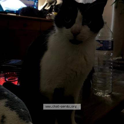 Photo 1/1 Tina Chat lost in Elbeuf