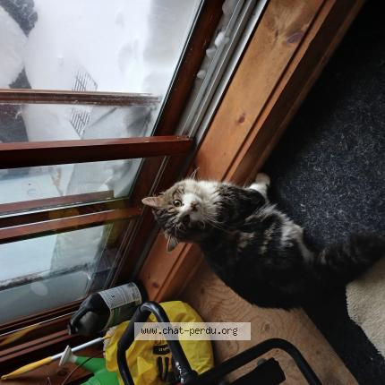 Photo 1/1 Barbouillé Cat lost in St Eustache