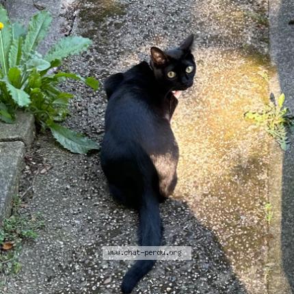 Photo 1/1 Found cat Found in Paris