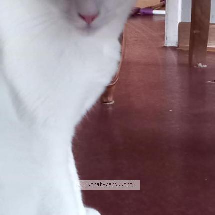 Photo 1/1 Clochette Chat lost in Gumbrechshoffen