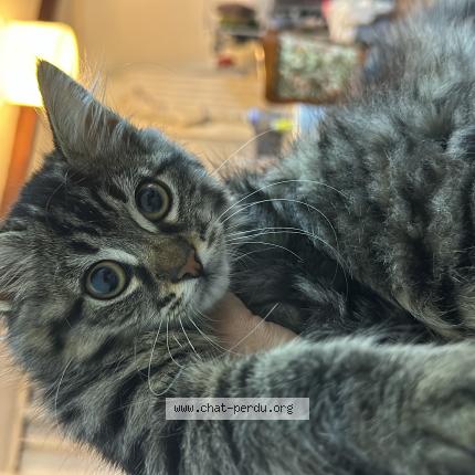 Photo 1/1 Princesse Chat lost in Argenteuil