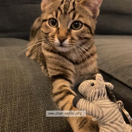 Photo 1/1 Maya Chat lost in Ligne