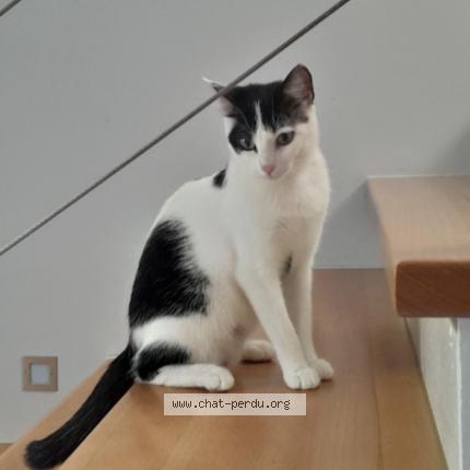 Photo 1/1 Zelda Chat lost in Kingersheim