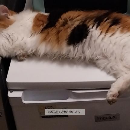 Photo 1/1 Kara Chat lost in Douzens