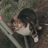 Picture of cat lost at Libermont