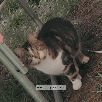 Photo 1/1 Alba Chat lost in Libermont