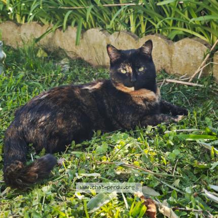 Photo 1/1 Neptune Chat lost in Marigne laille