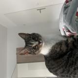 Picture of cat lost at Montigny Le Bretonneux