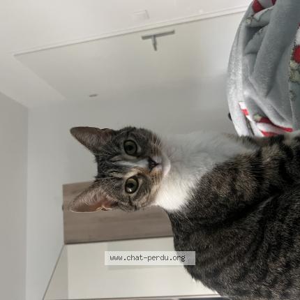 Photo 1/1 Ufuk Chat lost in Montigny le bretonneux