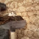 Picture of cat lost at Coulonges Sur Sarthe