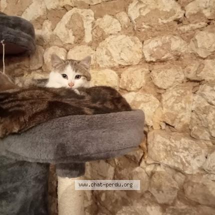 Photo 1/1 Kally Chat lost in Coulonges sur sarthe