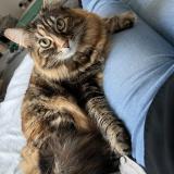 Picture of cat lost at Plerin