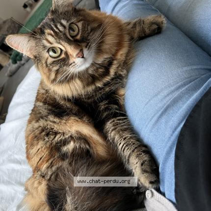 Photo 1/1 Kitty Chat lost in Plerin