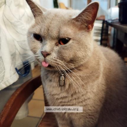 Photo 1/1 Bébé chat Chat lost in Limoges