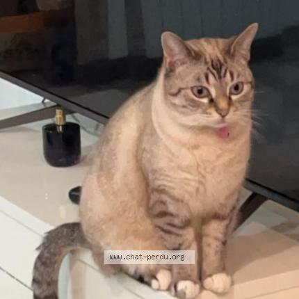 Photo 1/1 Found cat Found in Athis mons