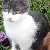 Picture of cat lost at Carbonne