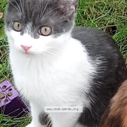 Photo 1/1 Tom Chat lost in Carbonne