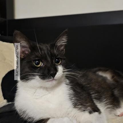 Photo 1/1 Boo Chat lost in Compiegne