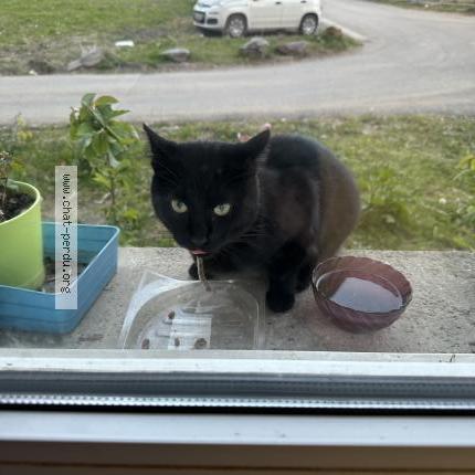 Photo 1/1 Found cat Found in Roubaix