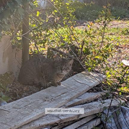 Photo 1/1 Found cat Found in Champs sur marne