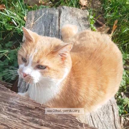 Photo 1/1 Féline Chat lost in Chaponnay