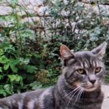 Picture of cat lost at Vernon