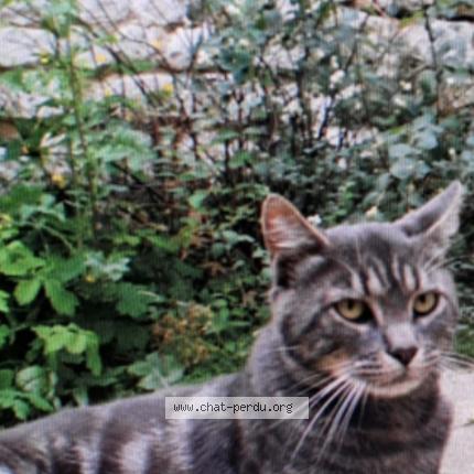 Photo 1/1 Cat reunited Lost in Vernon