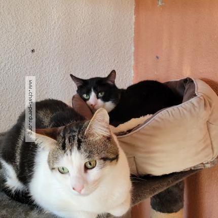 Photo 1/1 Found cat Found in Luxeuil les bains