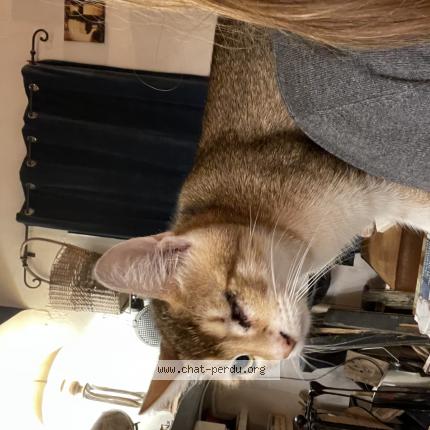 Photo 1/1 Hazel Chat lost in Arles