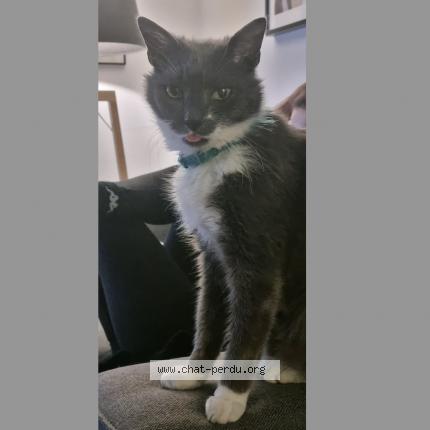 Photo 1/1 Titus Chat lost in Hem