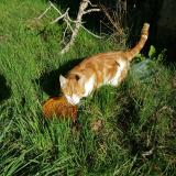 Picture of cat found at Arnac Pompadour