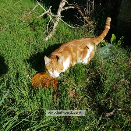 Photo 1/2 Found cat Found in Arnac pompadour