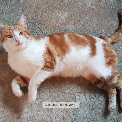 Photo 2/2 Found cat Found in Arnac pompadour