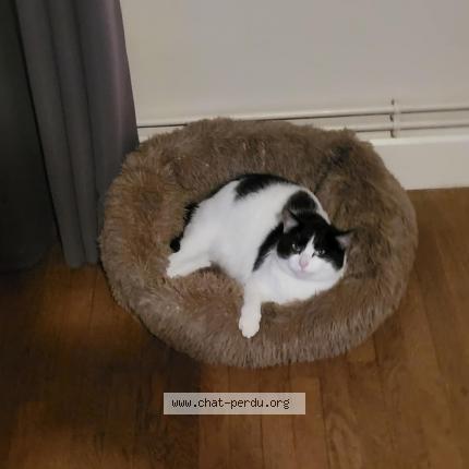 Photo 1/1 Clochette Chat lost in Corbenay