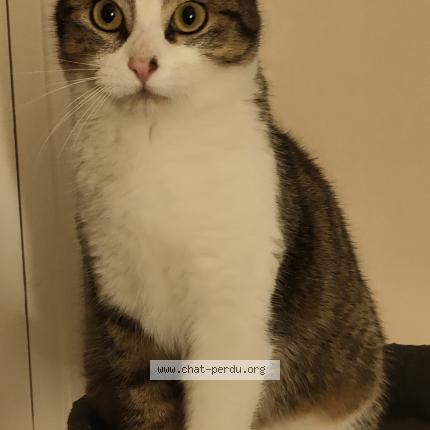 Photo 1/2 Leo_athena Chat lost in Saint brieuc