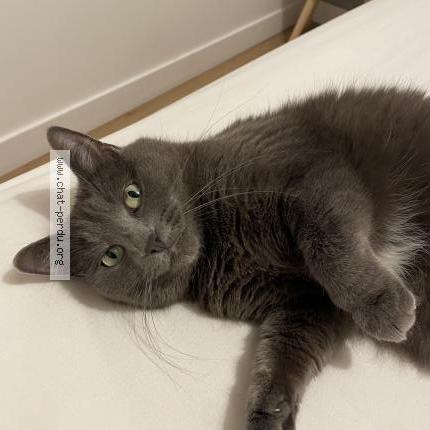 Photo 2/2 Chaya Chat lost in Corbeil essonnes