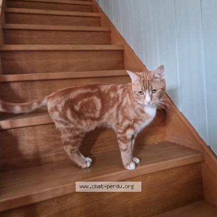 Photo 1/1 Garfield Chat lost in Badevel