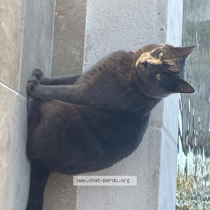 Photo 1/1 Fuji Chat lost in Villeveyrac