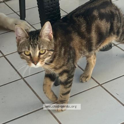 Photo 1/1 Boubouille Chat lost in La grande motte