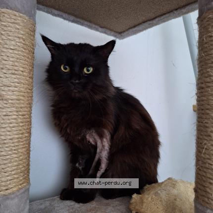 Photo 1/1 blaky Chat lost in Montpellier