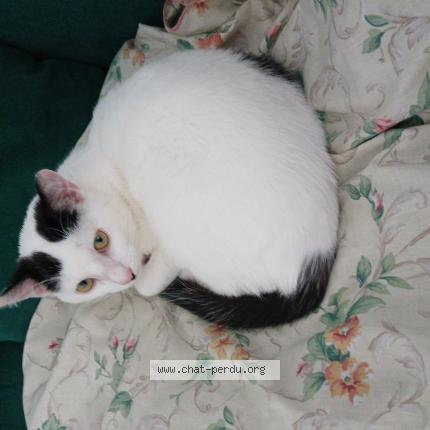 Photo 1/1 Kira Chat lost in Beziers