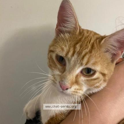 Photo 1/1 Miaou Chat lost in Ostricourt