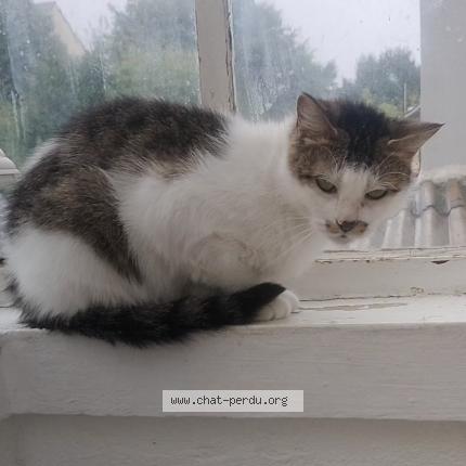 Photo 1/1 Kaki Chat lost in Nantes