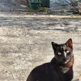 Picture of cat found at Amiens