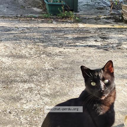 Photo 1/1 Found cat Found in Amiens