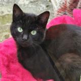 Picture of cat found at Amiens